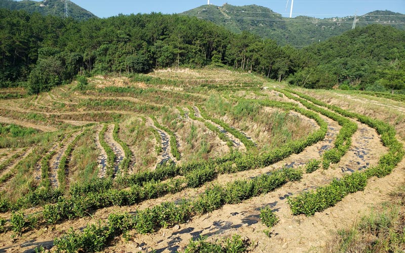 南山村茶园茶苗长势良好。石建军摄