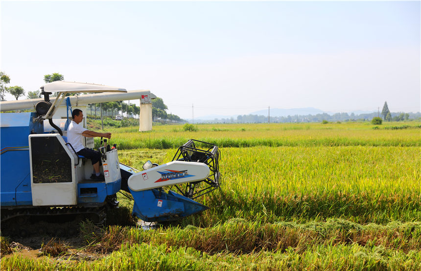 省時省力忙“雙搶” 增產增效保豐收。方俊攝