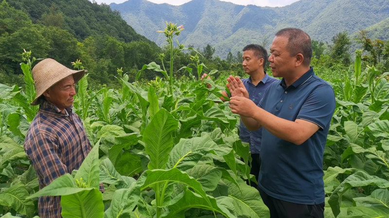 兴山县局农艺师望运喜(右一)为烟农讲解烟叶打顶技术要点。