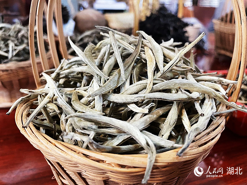 古樹白茶芽葉滿披絨毛，成茶肥碩厚實。人民網 周恬攝