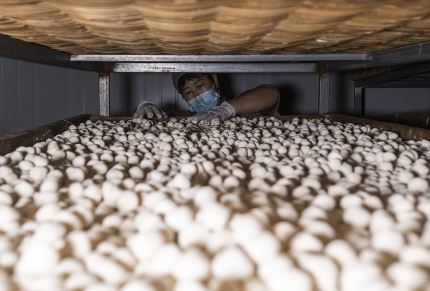 7月26日，湖北省宜昌市秭归县，湖北楚寨发酵制品有限公司工人在烘烤车间检查酵母烘烤后的情况。