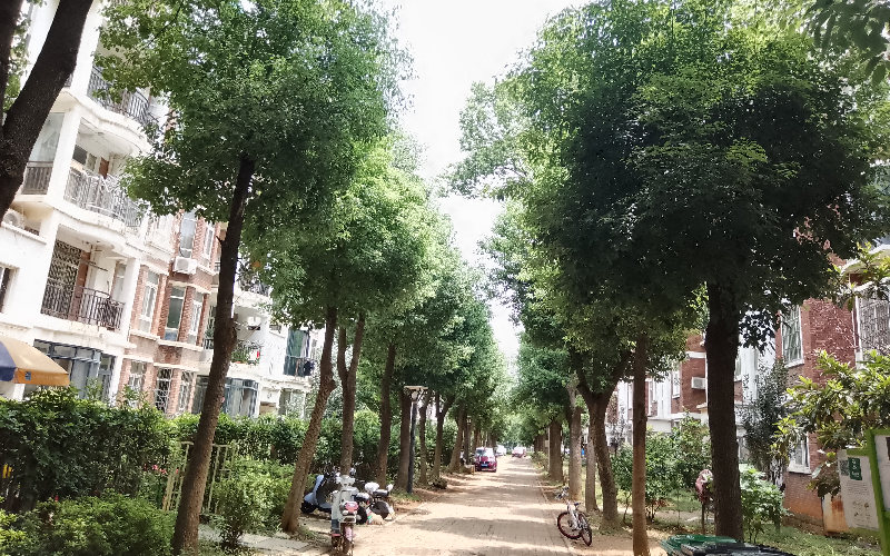 沌阳街道人信·奥林花园小区绿化恢复的画面。