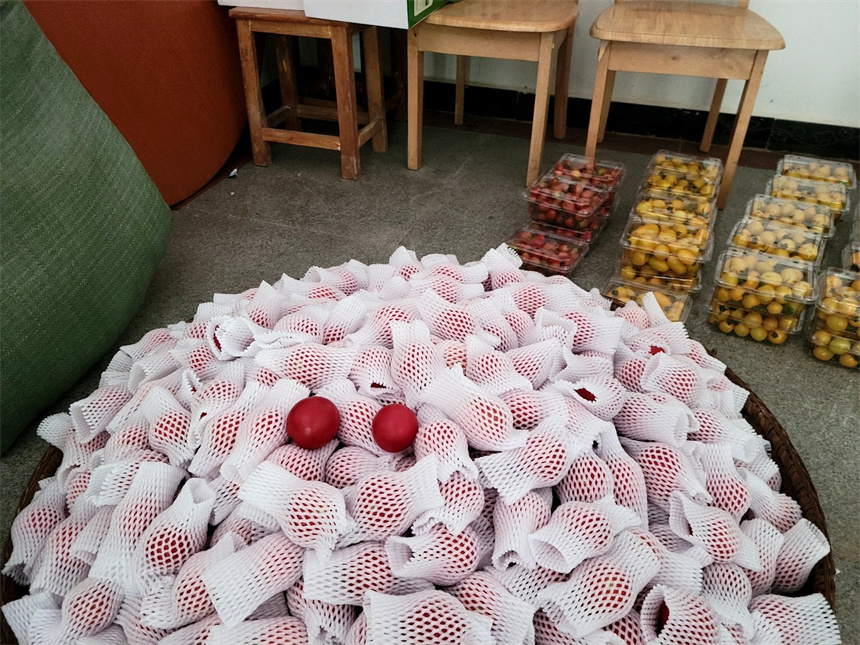 農戶家中待包裝的生態西紅柿。