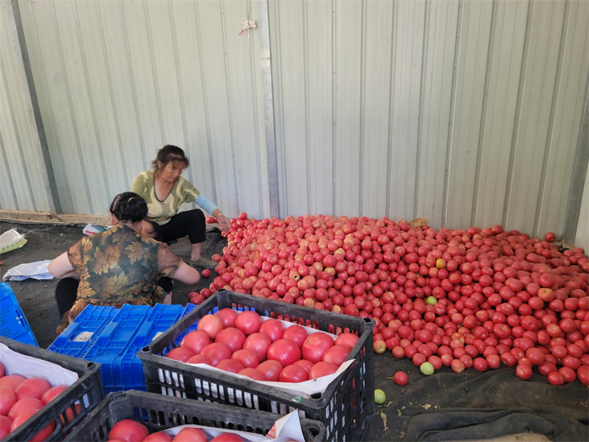 朱砂村农户整理丰收的西红柿。
