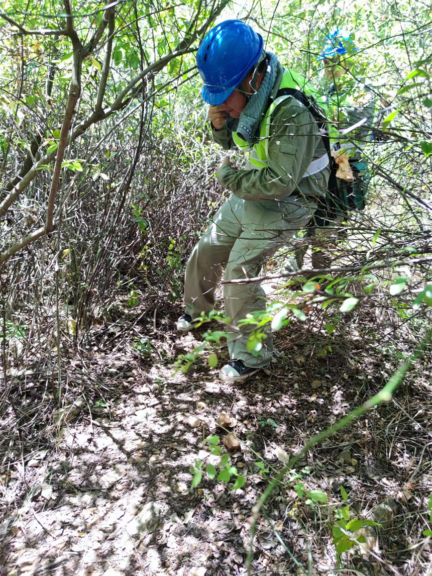 在高温下巡视的国网武汉供电公司输电运检分公司员工，不仅要拉开挂脸的荆棘，还会偶遇马蜂。