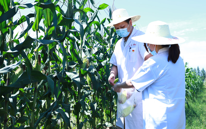武汉农检中心检测员正在汉南玉米基地采样。