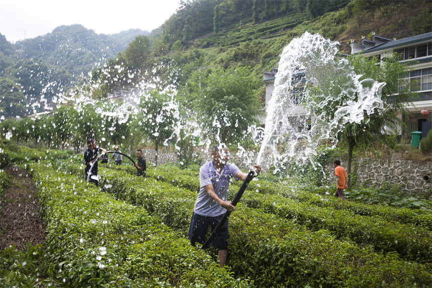 人大代表組織抗旱志原服務隊為村民干枯的茶葉抽水抗旱。