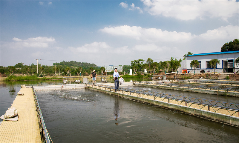 李汰新村雙興水產養殖基地，利用跑道和陸基桶進行特色水產養殖。