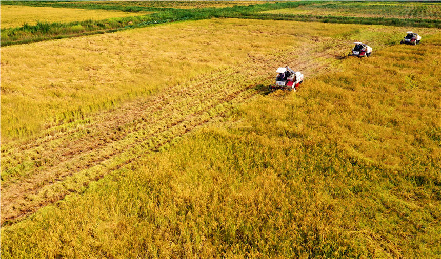 湖北嘉鱼4000亩巨型稻试种成功 株高1.8至2.2米！【13】