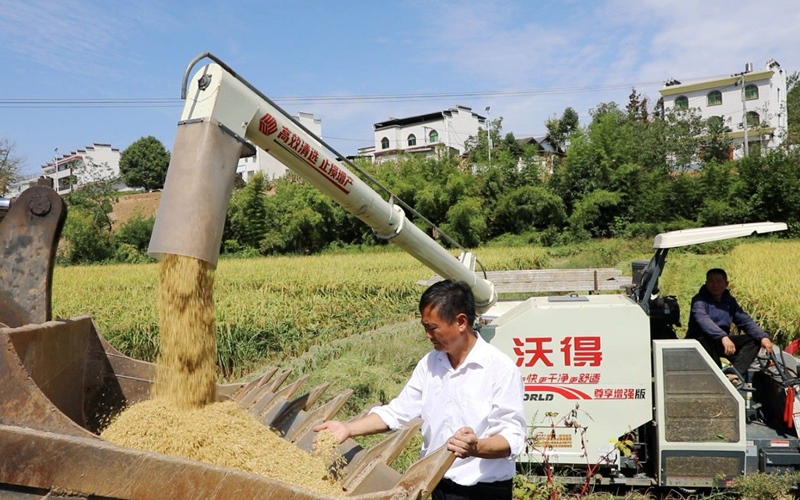 湖北竹山縣寶豐鎮喻家塔村水稻收割現場