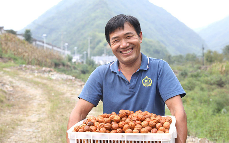 核桃喜丰收，果农笑开颜。向继华摄