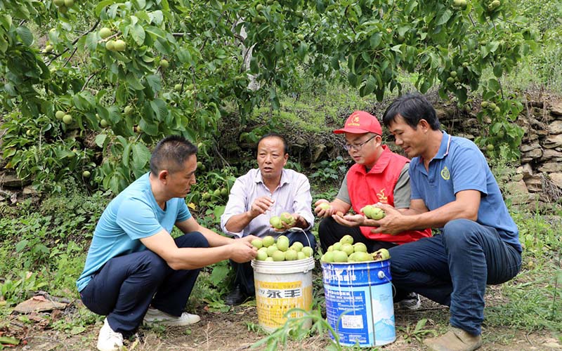 蛟龙村会同县林业及村核桃种植专业合作社共同探讨核桃产业发展。向继华摄