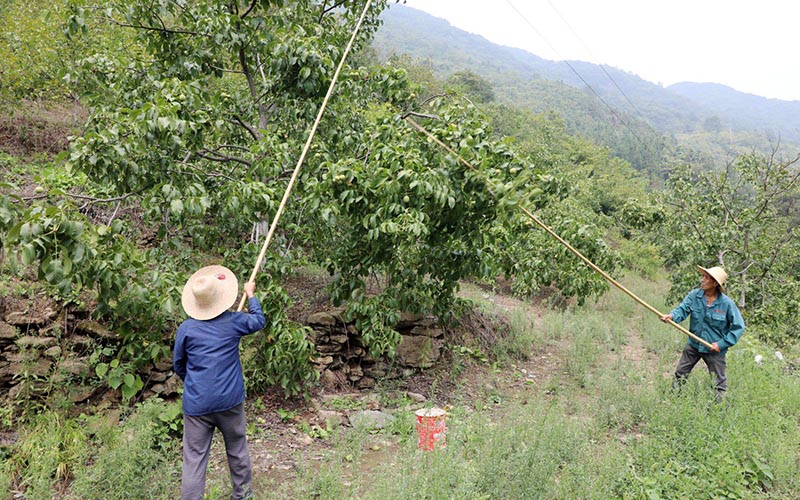 蛟龙村村民用竹竿敲打核桃。向继华摄