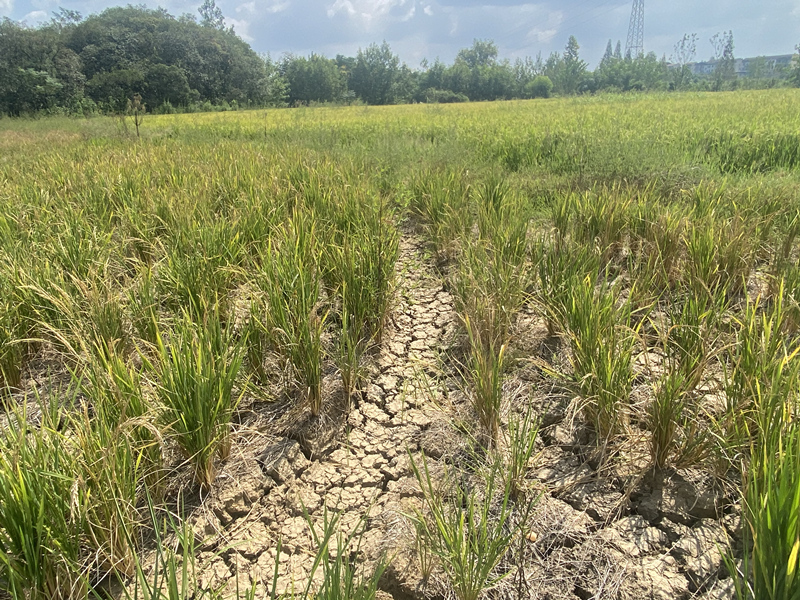 湖北省王英水庫放水350萬方 3萬畝農作物獲“救命水”