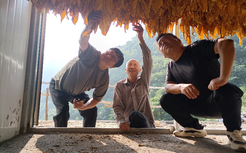 讲授烟叶烘烤技术。