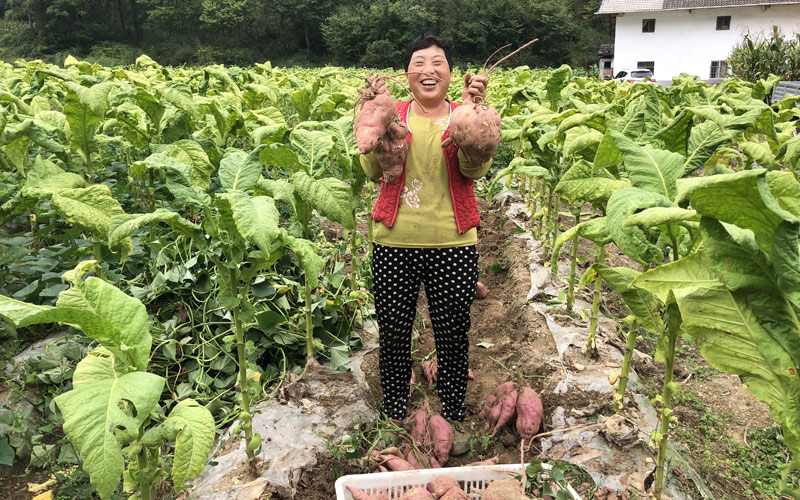 湖北興山：煙糧協同發展蹚出農民增收新路子