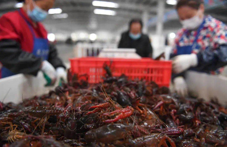 中国小龙虾交易中心工人分拣小龙虾。潜江市委宣传部供图