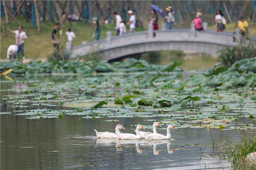 2022年10月1日，湖北省襄阳市，游人在襄阳市凤林古渡生态公园游玩。 