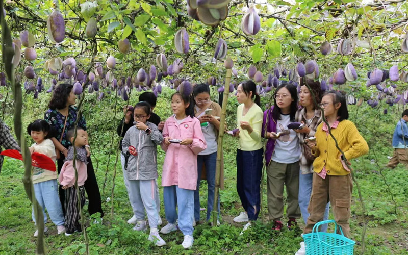 游客體驗採摘樂趣。
