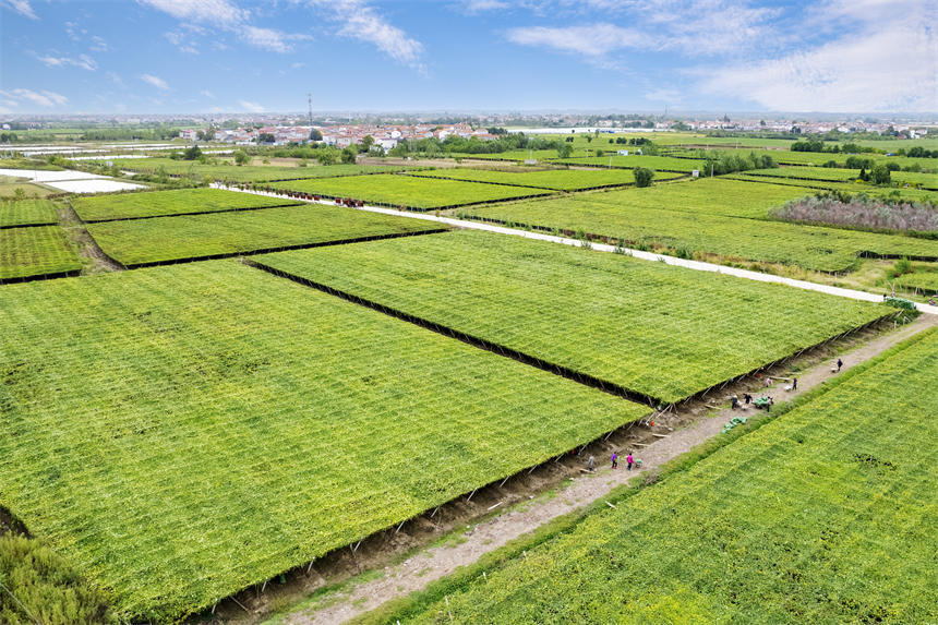 新洲区三店街万亩瓜蒌基地。
