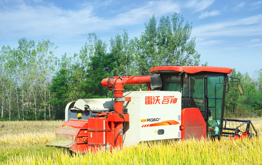 秋收時節，稻谷飄香。近日，在湖北省襄陽市襄州區伙牌鎮張伙村的稻田裡，農民們正趁著晴好天氣搶收稻谷，田間地頭一派繁忙的豐收景象。