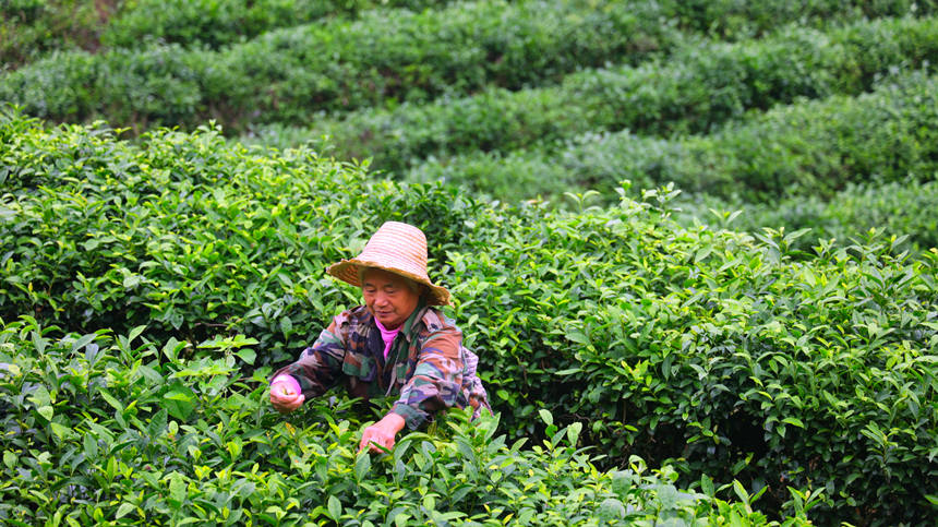 大溝村民採茶忙。