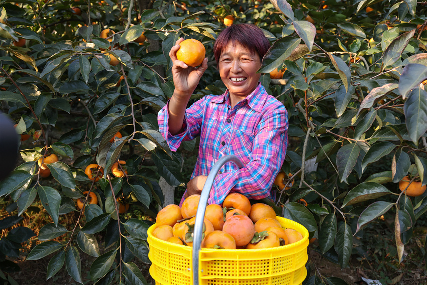10月22日，果農在湖北省襄陽市谷城縣石花鎮黃家營村柿子種植基地採摘成熟的甜脆柿。 
