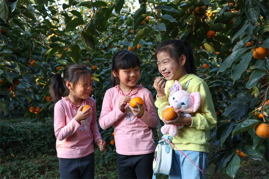 10月22日，小游客在湖北省襄陽市谷城縣石花鎮黃家營村柿子種植基地採摘成熟的甜脆柿。 