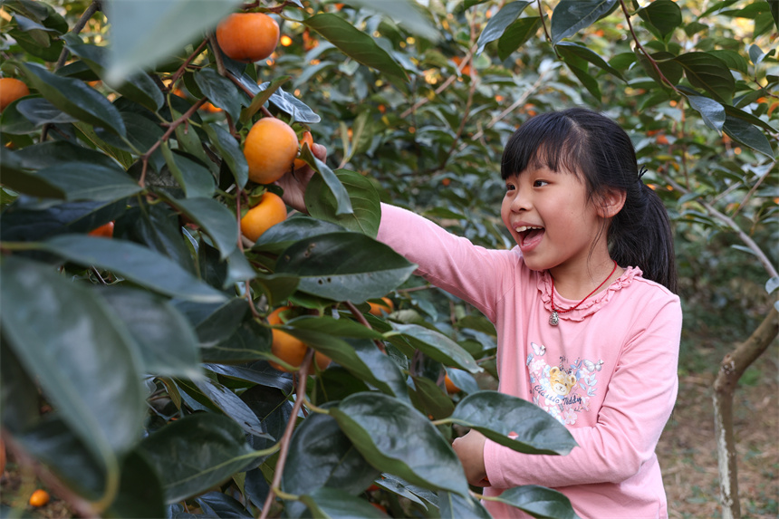 10月22日，小游客在湖北省襄陽市谷城縣石花鎮黃家營村柿子種植基地採摘成熟的甜脆柿。