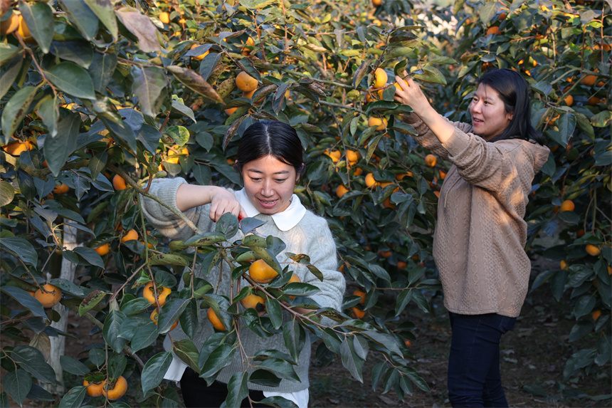 10月22日，游人在湖北省襄陽市谷城縣石花鎮黃家營村柿子種植基地採摘成熟的甜脆柿。 