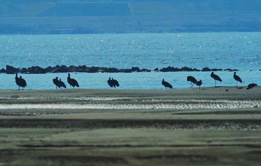 天興洲洲灘越冬的黑鸛。陸崢攝