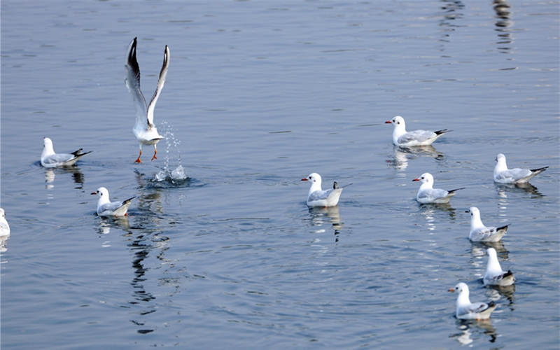 冬季，东湖国家湿地公园，每年冬季红嘴鸥来“做客 ”。 高勇摄