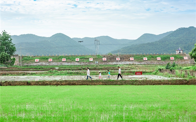 国宝桥米种植基地