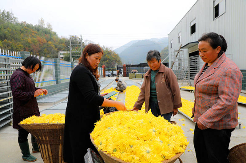 合作社对村民采摘的鲜菊花集中收购。