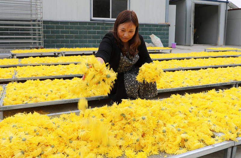 合作社对收集到的菊花进行分级晾晒。