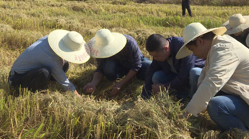 浠水17.5萬畝晚稻進入收獲季。方俊攝