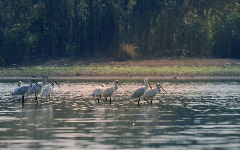 湖北省黄冈市浠水县策湖国家湿地公园呈现出人与自然和谐共生的绝美画卷。