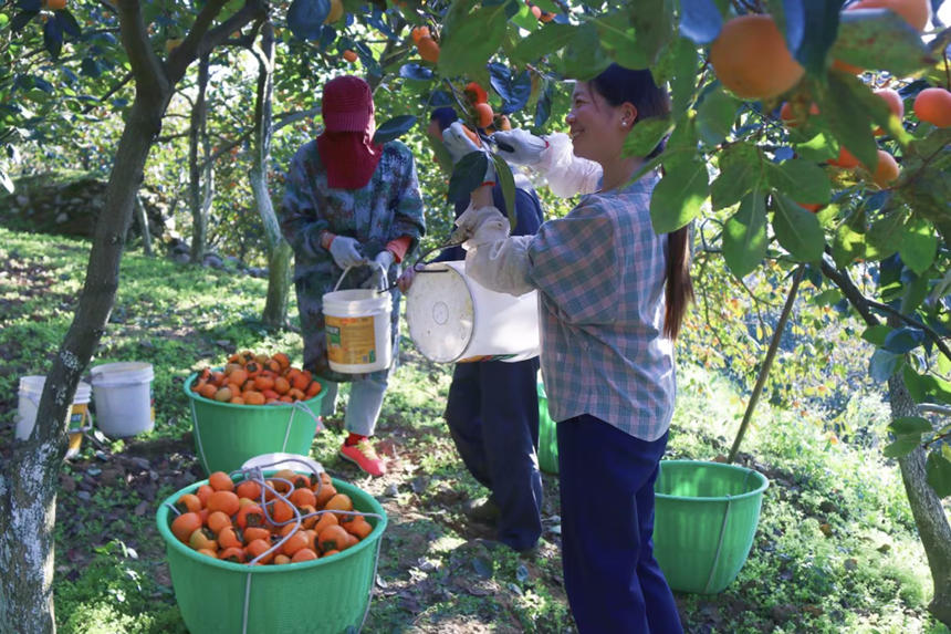 在湖北省恩施州建始县长梁镇，家家户户种植的甜柿又一次迎来了丰收。