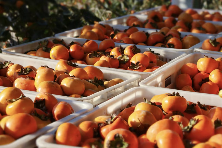在湖北省恩施州建始县长梁镇，家家户户种植的甜柿又一次迎来了丰收。