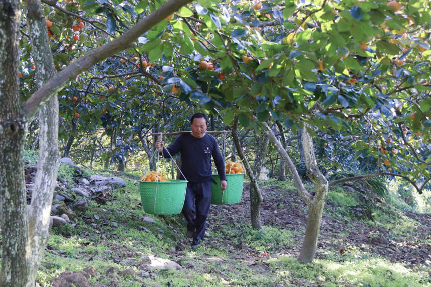 在湖北省恩施州建始縣長梁鎮，家家戶戶種植的甜柿又一次迎來了豐收。