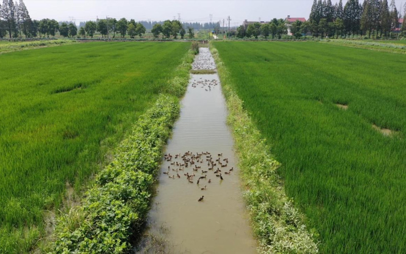 虾乡食品基地稻虾鸭生态复合种养模式