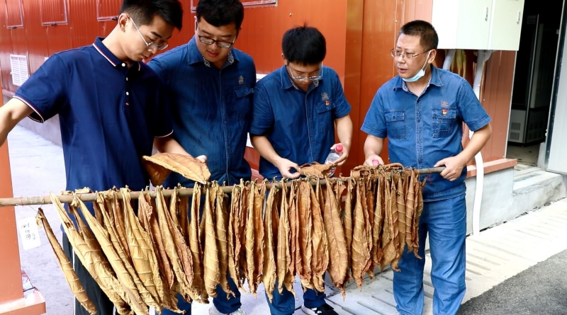 三峡卷烟厂雪茄烟技术骨干在上洋村晾晒房进行技术指导。王琪琦摄