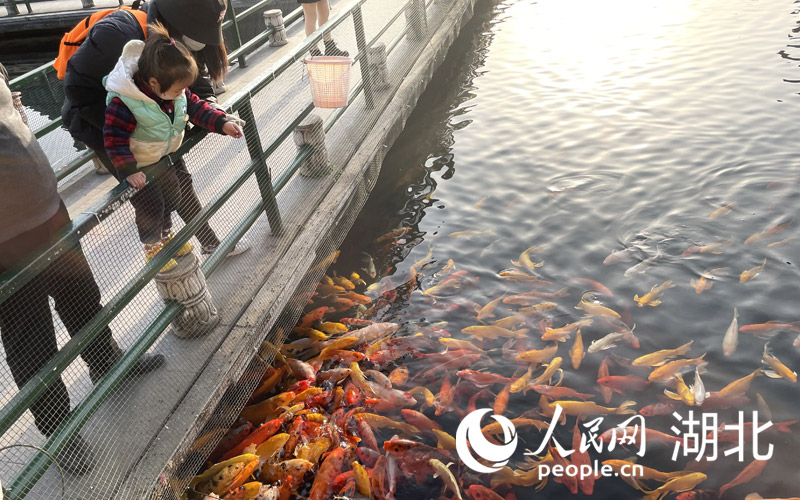 武汉东湖冬日风景如画。人民网 关喜艳摄