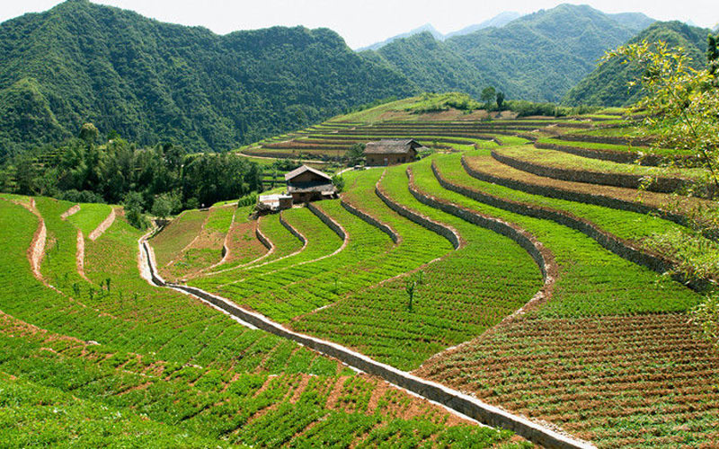 竹山县楼台乡坡耕地治理显成效