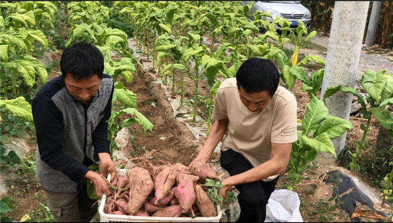 烟薯套种，农民丰收。