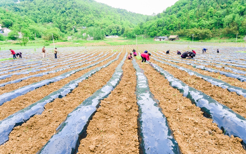 花坪镇漆潦村村民种植辣椒