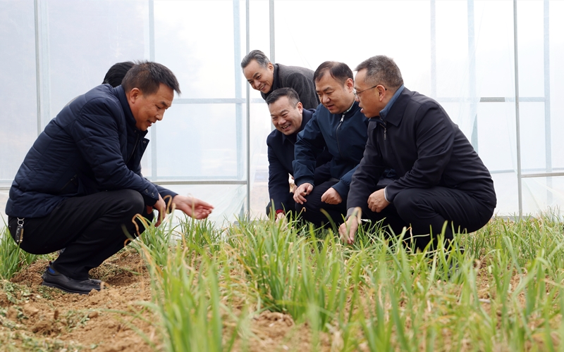 工作組考察韭菜產業發展。