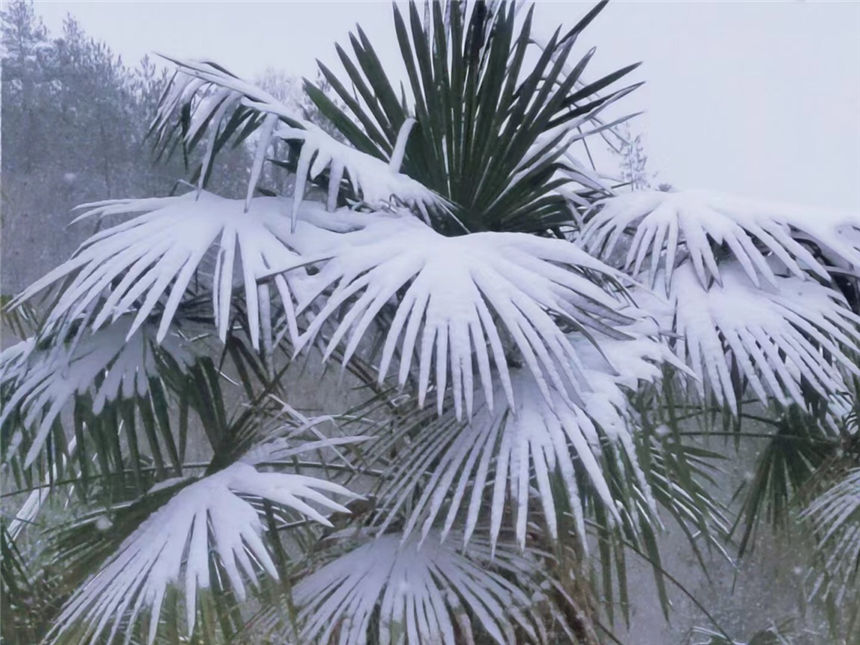 湖北建始：小年迎初雪，瑞雪兆丰年【3】