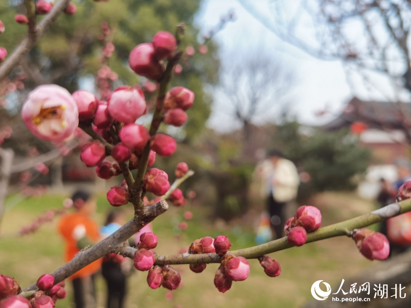 2月1日，武汉市东湖梅园内梅花绽放。人民网 肖璐欣摄