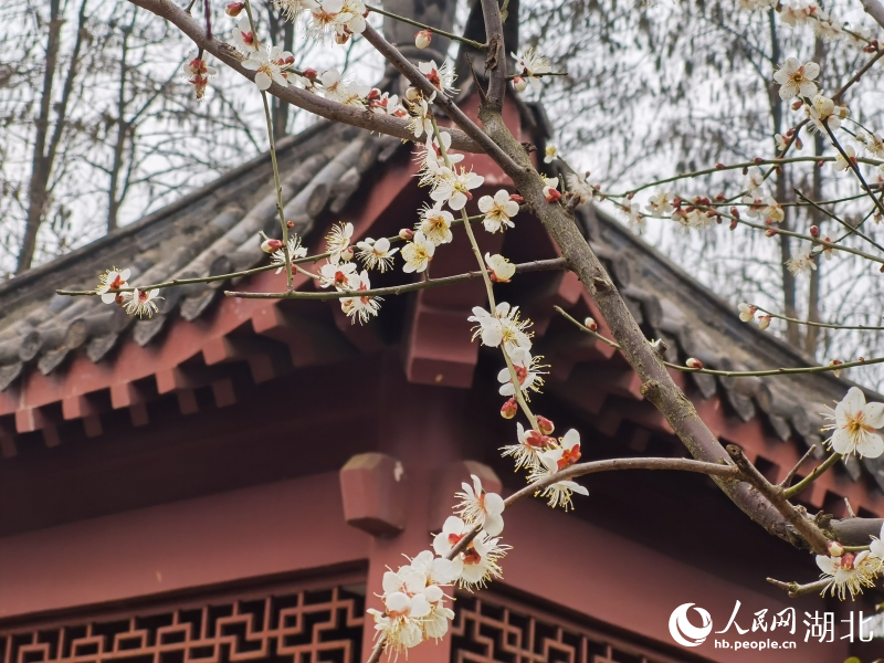 2月1日，武汉市东湖梅园内梅花绽放。人民网 肖璐欣摄